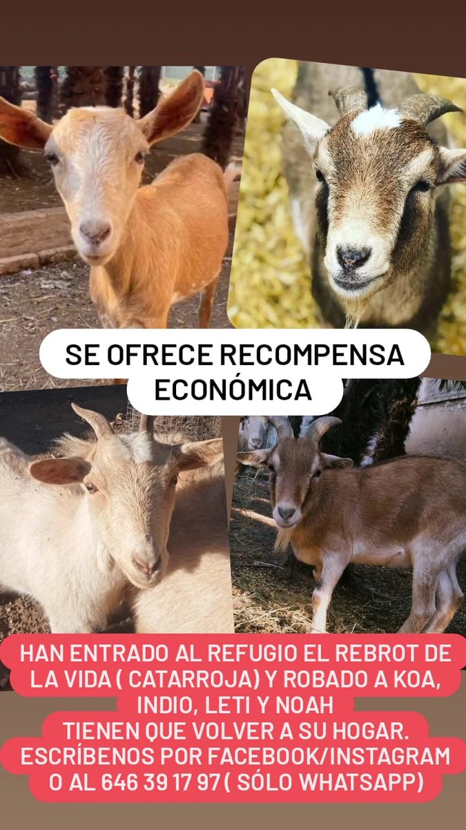 El Rebrot De La Vida tweet media