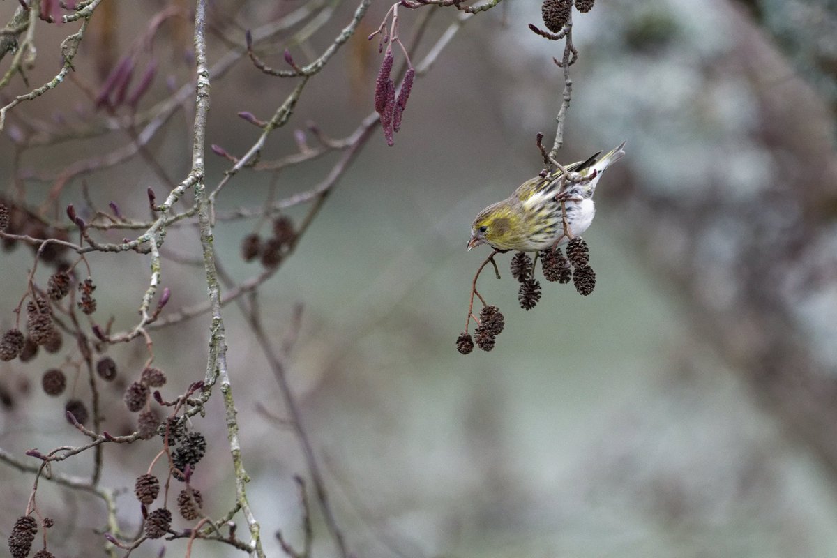 guymaugerguy's tweet photo. Tarin des aulnes #StDizier #oiseaux https://t.co/zPG4HtXwlX