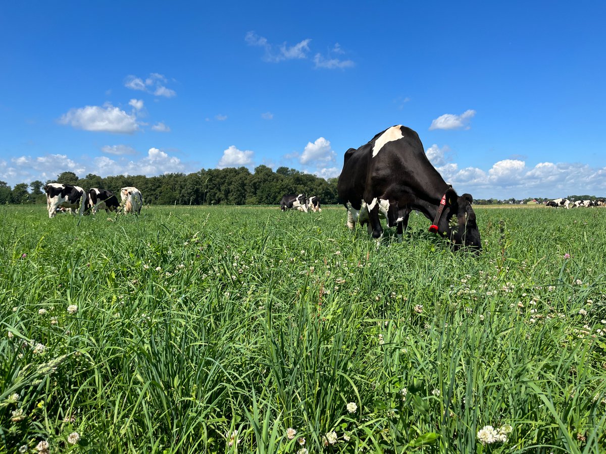 Pure Graze Benelux tweet media