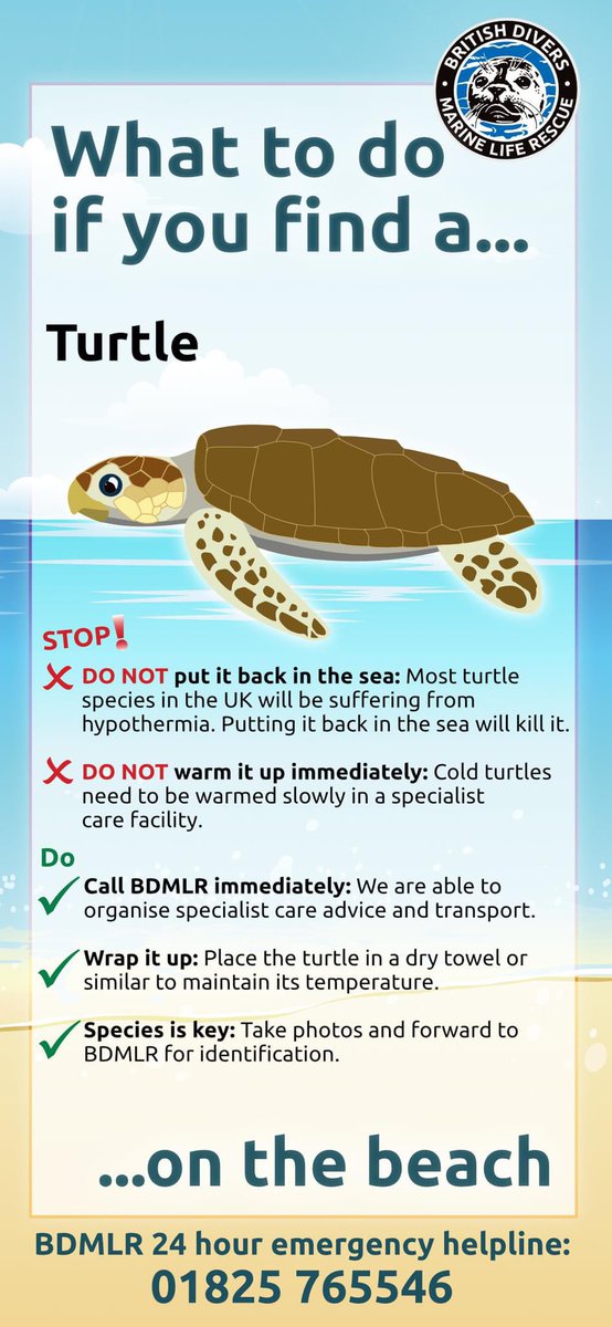 Please be aware. #retweet #turtle #wildturtle #wildlife #rescue @BDMLR