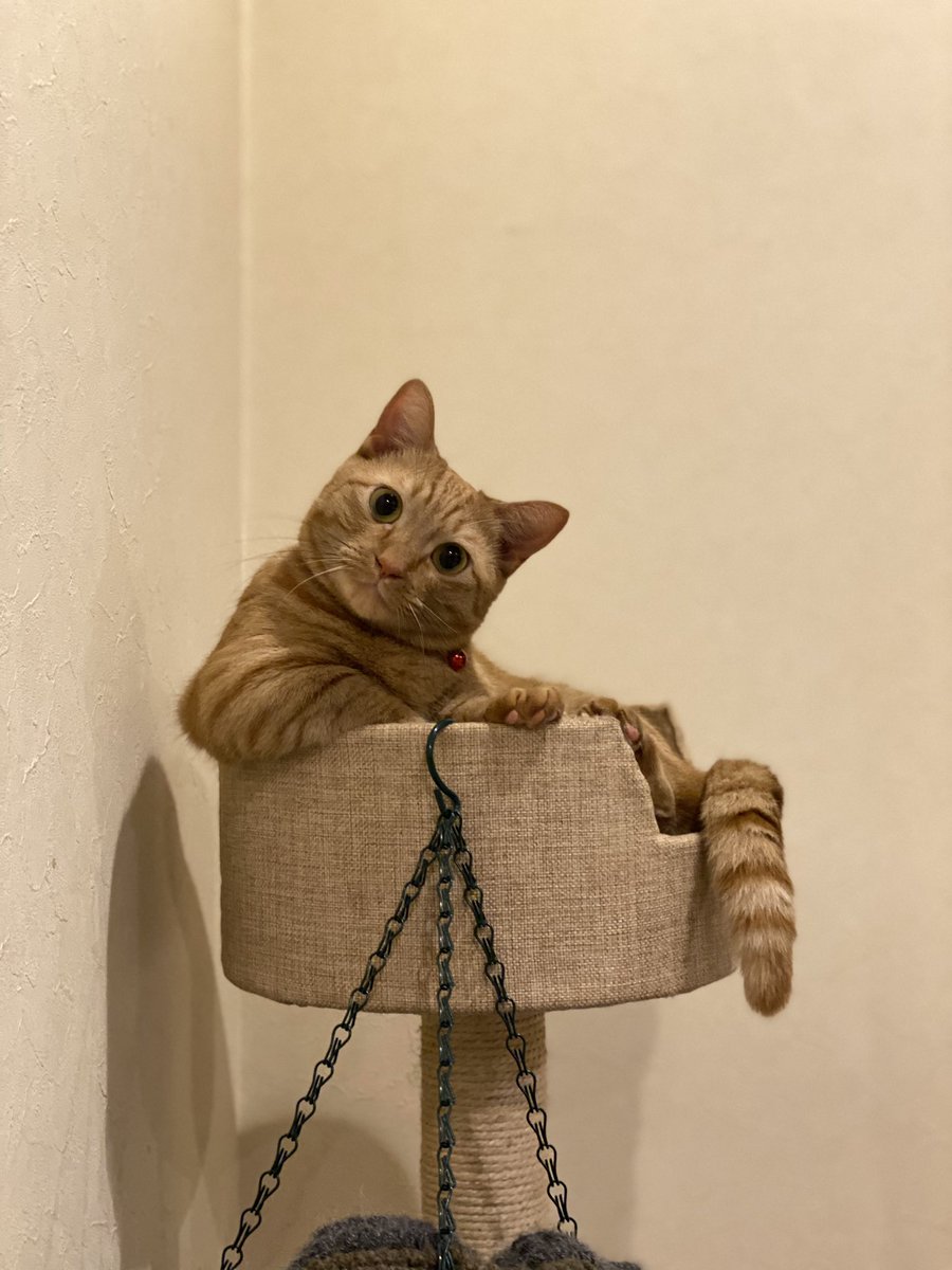 jam_0605's tweet photo. なあぜなあぜすぎる猫 https://t.co/RGU94xGIHq