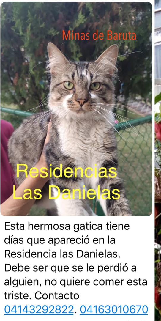 PerroUsuario's tweet image. EXTRAVIADA, Minas de Baruta. Busca a su familia humana. Está triste y no quiere comer