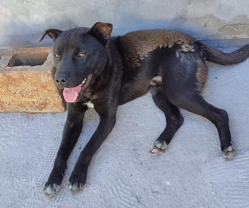 eltuitdemarsh's tweet photo. Este perrito llegó hoy a calle Curimón 330-F, paradero 10 de Achupallas. Favor RT por si su familia lo está buscando!
#IncendiosForestales 
#IncendioForestal 
#VinadelMar https://t.co/Kdc36Gydsq