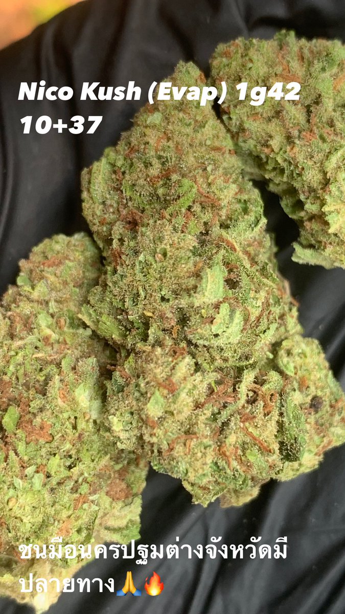 hewweeds's tweet photo. Nicokush  (Evap)🥷 1g42 10+37 
บริการปลายทางชนมือนครปฐมติดต่อไลน์https://t.co/XwdO1f5B5I หรือDmได้เลยครับ #นครปฐม #นครปฐมนัดเย็ด #นครปฐมรับงาน #นครปฐมในเมือง #ศาลายา #กำแพงแสน #ศิลปากร #มหิดล #นครชัยศรี #ดอนตูม #สามพราน #บางเลน #FWBนครปฐม #ONSนครปฐม #ตัวเมืองนครปฐม #โสด #เหงา https://t.co/1fXxBOp8p7