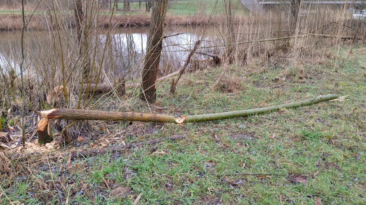 Boswachter_Rob's tweet photo. De bever is druk bezig om zijn eigen griend aan te leggen. Je ziet dat de oude afgeknaagde boomstronken weer uitgelopen zijn. Zo houdt hij zijn eigen omgeving in stand.
#bever #blauwediamant #Horsterwold #Staatsbosbeheer #Zeewolde #griend #knagen #NaarBuiten https://t.co/PDyFhi2lYK