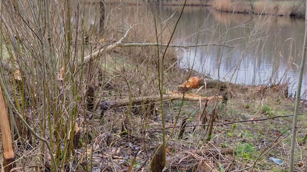 Boswachter_Rob's tweet photo. De bever is druk bezig om zijn eigen griend aan te leggen. Je ziet dat de oude afgeknaagde boomstronken weer uitgelopen zijn. Zo houdt hij zijn eigen omgeving in stand.
#bever #blauwediamant #Horsterwold #Staatsbosbeheer #Zeewolde #griend #knagen #NaarBuiten https://t.co/PDyFhi2lYK