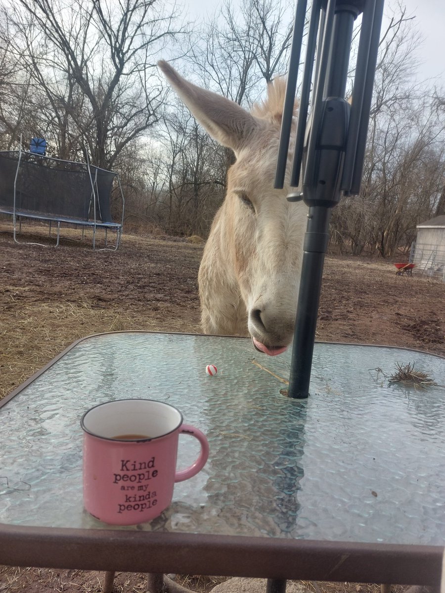SaraJouret's tweet photo. Starting this gorgeous day with coffee, peppermints, and a deep discussion about life. 💛
Bill is all ears!! 😉😊
#DieselandBill #DeepDiscussions
#MyDonkeyNamedBill #Coffee #Peppermints #CountryLife #Grateful https://t.co/xWMflY0494