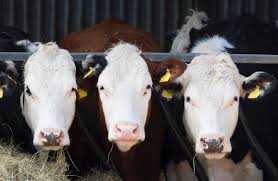 What's happening? Anti-cattle lobby claims huge dietary shift from beef at same time as last week's GB R3 steer av hit 501.5p. More astonishingly SthEng 499.5p, M/W 499.5p, NE 503.7p & Scot 504.9p. Is GB understocked, is retail demand unusually high or are vegans etc just wrong?