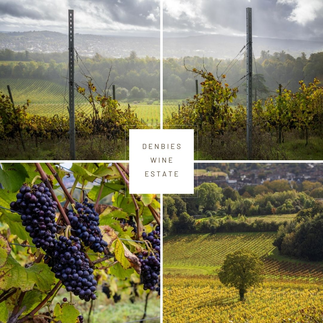 At <a href="/denbiesvineyard/">Denbies Wine Estate</a> in Dorking, Surrey. Light changing by the minute, accentuating rich autumn hues. 
#photographer #lifestylephotography #winetourism #wine #wineindustry #winebusiness #winetasting #wines #winery #wineries #winelovers #winetourism #winemaker