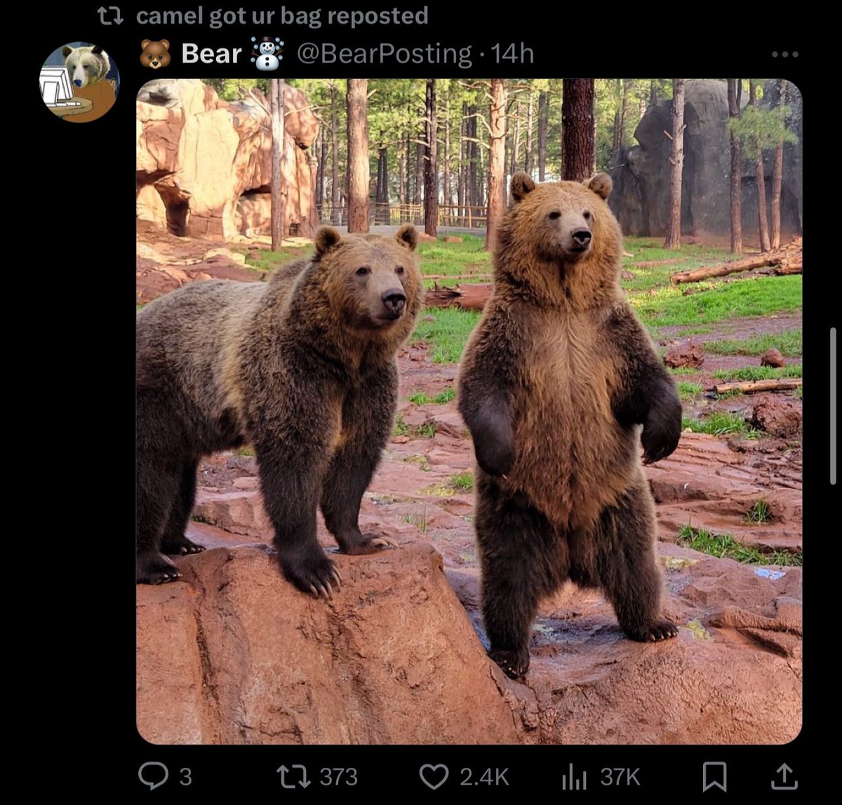 BitchDeFi's tweet photo. Lmfao redacted mfs like @alCamel77 taking credit for $Jup pump as if it wasn’t seen from a mile away. 

Literally no one is going to suck your dick for holding some coins you redacted moron. 

Only bull posts when coin went the opposite direction of redacted CT people. https://t.co/UV1fjgDS8Q