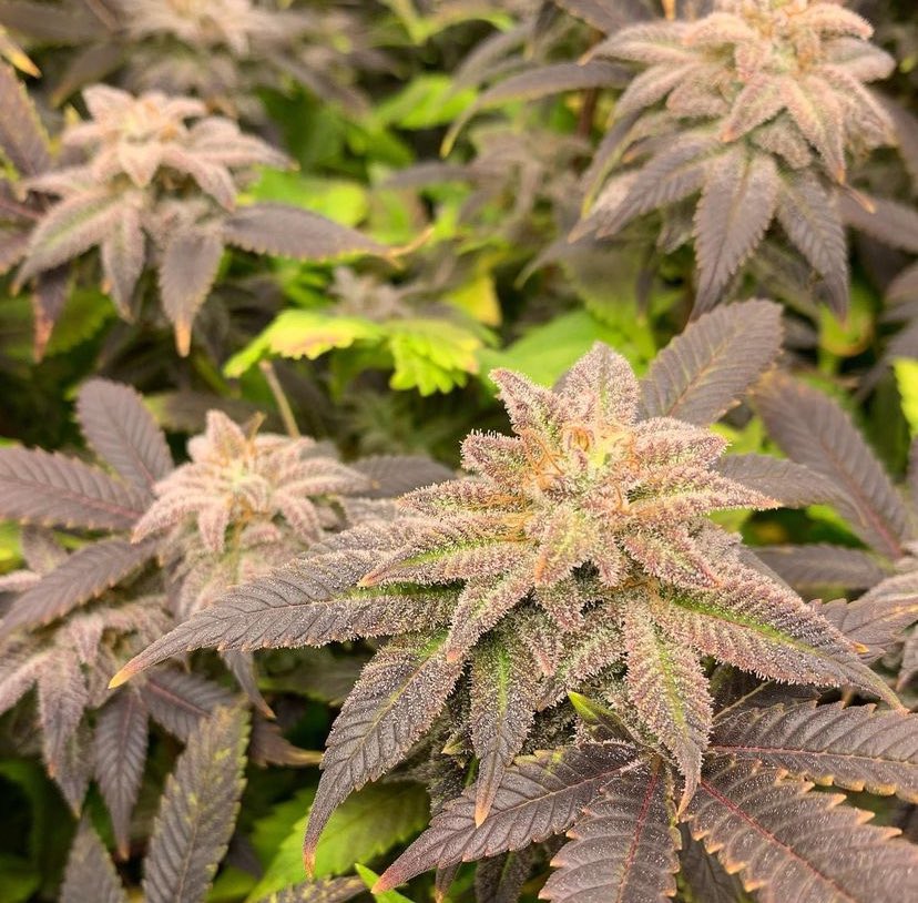 Ones of my favourites to grow awesome flavours <a href="/SeedsmanSeeds/">Seedsman</a> 
#peyotegorilla 

#WeedLovers #CannabisCommunity #cannabisculture #cannabisgrower #StonerFam #weedlife #Mmemberville