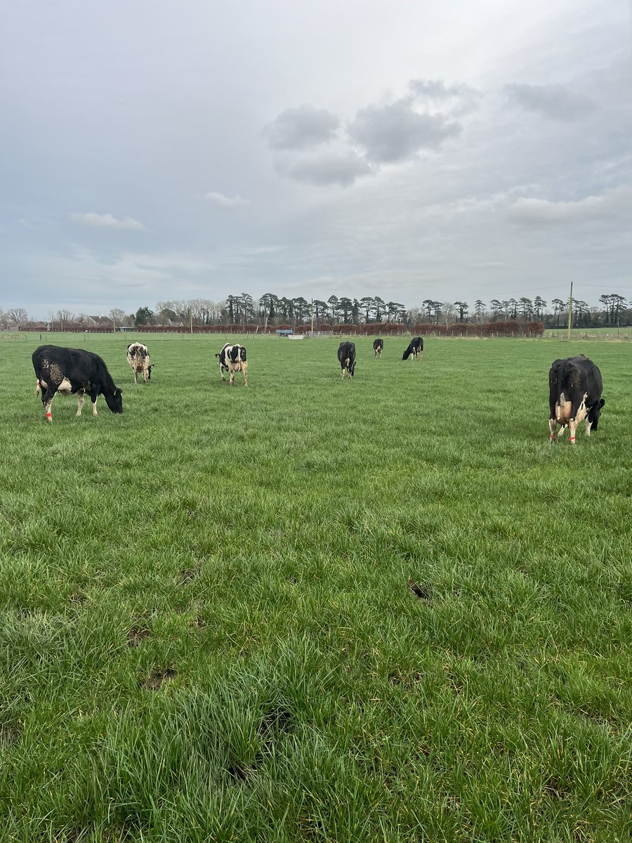 UCD Systems Herd tweet media
