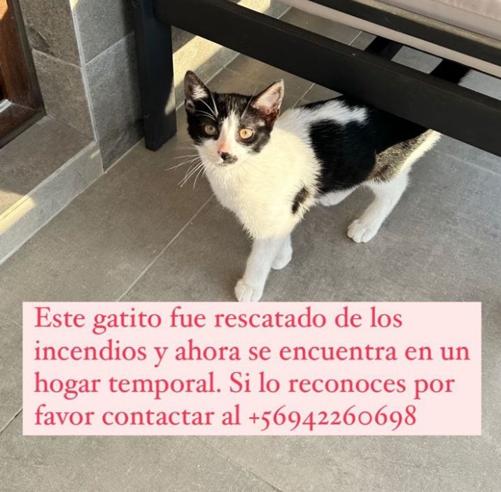 albertogds's tweet photo. Gatito rescatado de los Incendios Forestales, busca su familia o nuevo dueño. 

#IncendiosForestales #viña #reñaca #valparaiso #MascotasPerdidasenincendio #MascotaPerdida https://t.co/Mfs9nNWbh1