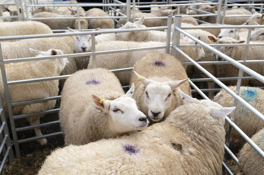 NFU Mutual to fund new officer to help tackle livestock theft .. Read more >> farmwatcher.co.uk/alerts/nfu-mut… #RuralCrime #LivestockTheft