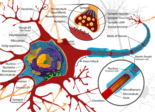 stemcellscenter's tweet image. Tiny ‘anthrobots’ Made From Human Cells offer Wound-Healing Potential via self-assemble and movement to damaged neurons to regenerate cells #stemcells #neurons #anthrobots
