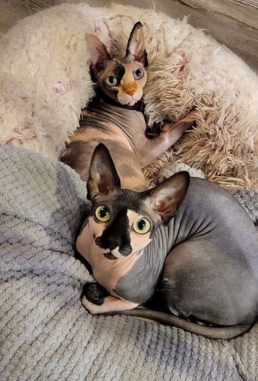 ITSaMe_Alex tweet media