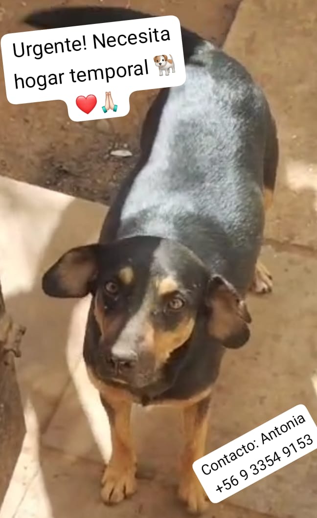 QueClaueres's tweet photo. #IncendioForestal #incendio #Valparaiso #Vina #QUILPUÉ  #MascotasIncendio
🆘🆘🆘 Perrita encontrada está embarazada y necesita urgente  hogar temporal.Donde está no hay recursos para seguir alimentándola. Sector Villa Rukan.  
Difundamos por favor!!! Info de contacto 👇 https://t.co/te8mgnVq5l