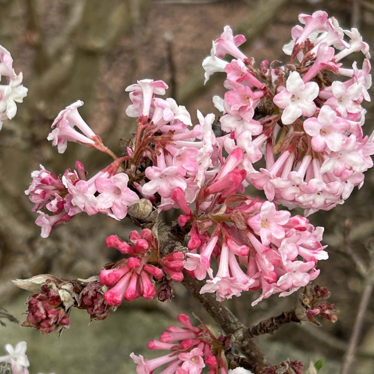 PPGCBath's tweet photo. Viburnum 'Dawn' a 'must have' winter flowering shrub flowering for weeks with wonderfully scented flowers. #PriorPark #Widcombe #winterflowers #winterscent #musthaveplants #Bath #Bathgardens https://t.co/pipWYDQYwx