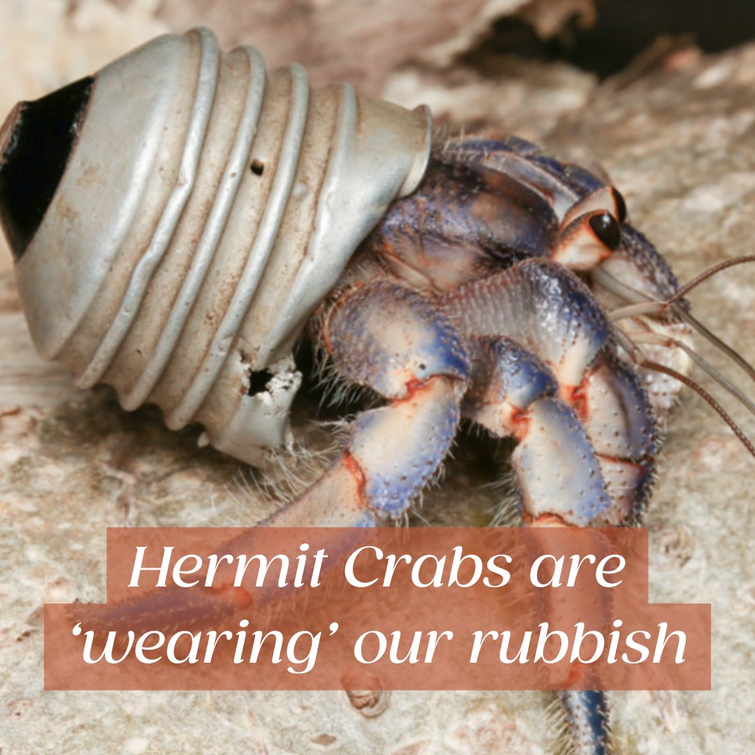 Good magazine tweet media