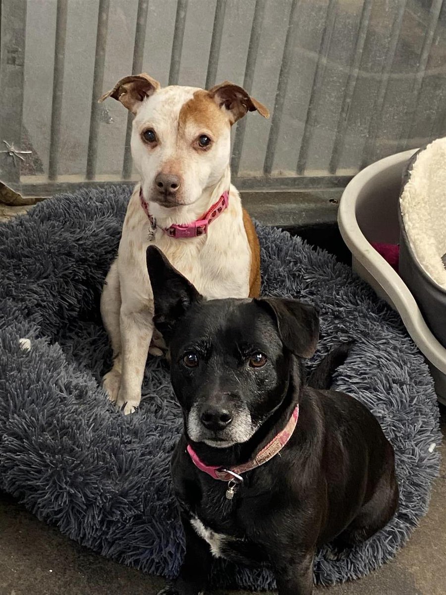 Please share to help Lady and Scampi find a home together #LANCASHIRE #UK  
🔷FOR ADOPTION TOGETHER🔷
Bonded pair, rescued from a council pound. They are looking for a quiet home as the only pets. They can live with children aged 13+✅ 
🐶Please share to avoid separation🐶