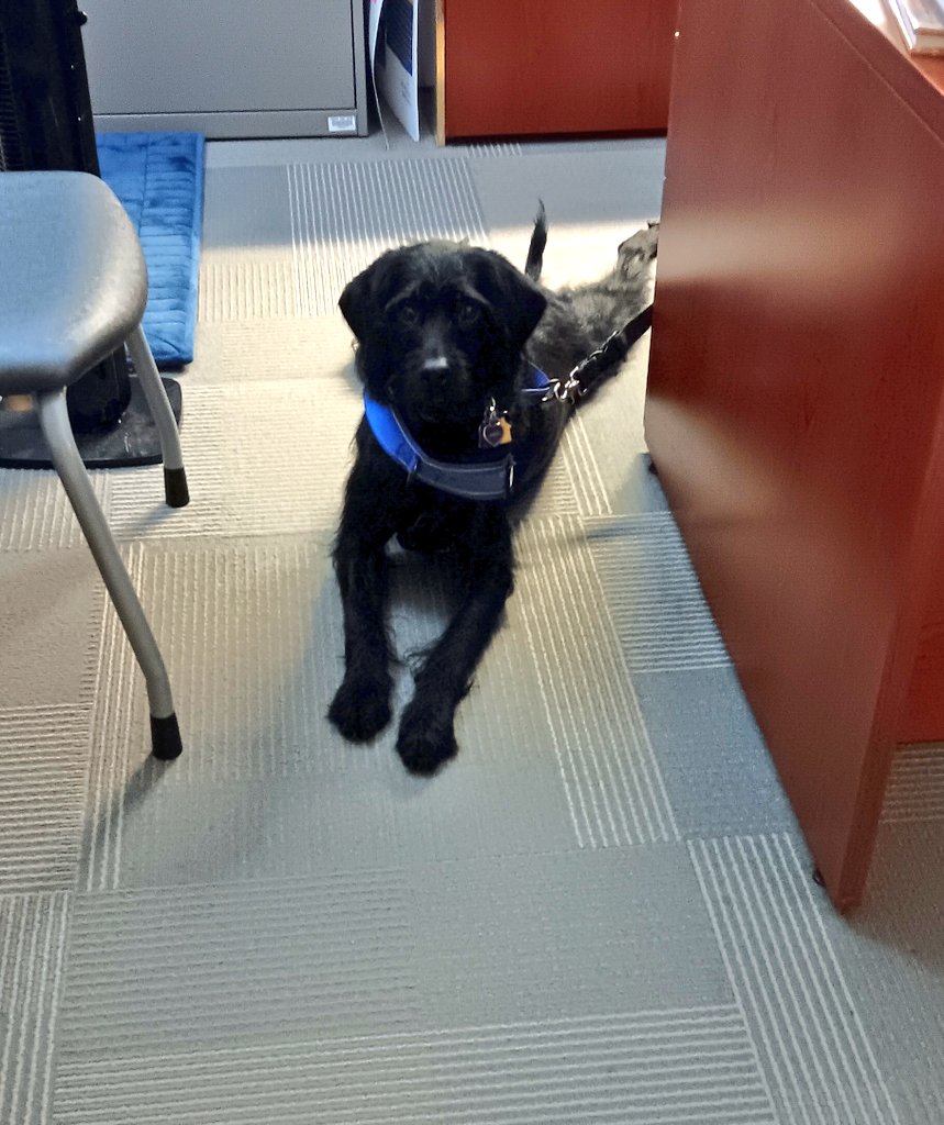 sjmott83's tweet photo. Have you met Myrtle?! She's the sweetest little therapy dog  @OlatheSouthHS 💛💙💛💙 She has been a great addition to the @OSCounseling team! https://t.co/ZQ1Ozx00lk