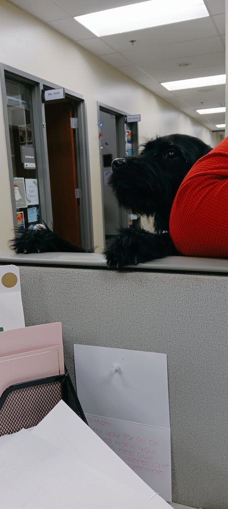 sjmott83's tweet photo. Have you met Myrtle?! She's the sweetest little therapy dog  @OlatheSouthHS 💛💙💛💙 She has been a great addition to the @OSCounseling team! https://t.co/ZQ1Ozx00lk