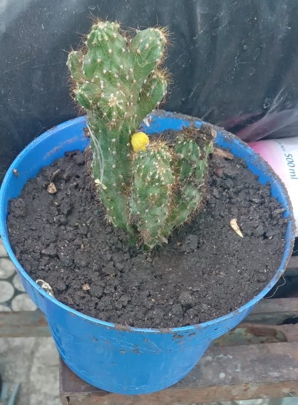 Mi novio me compro un minicactus hace meses y según no iba a crecer, ahora lo tuve que poner en una maceta porque creció, quede🤡