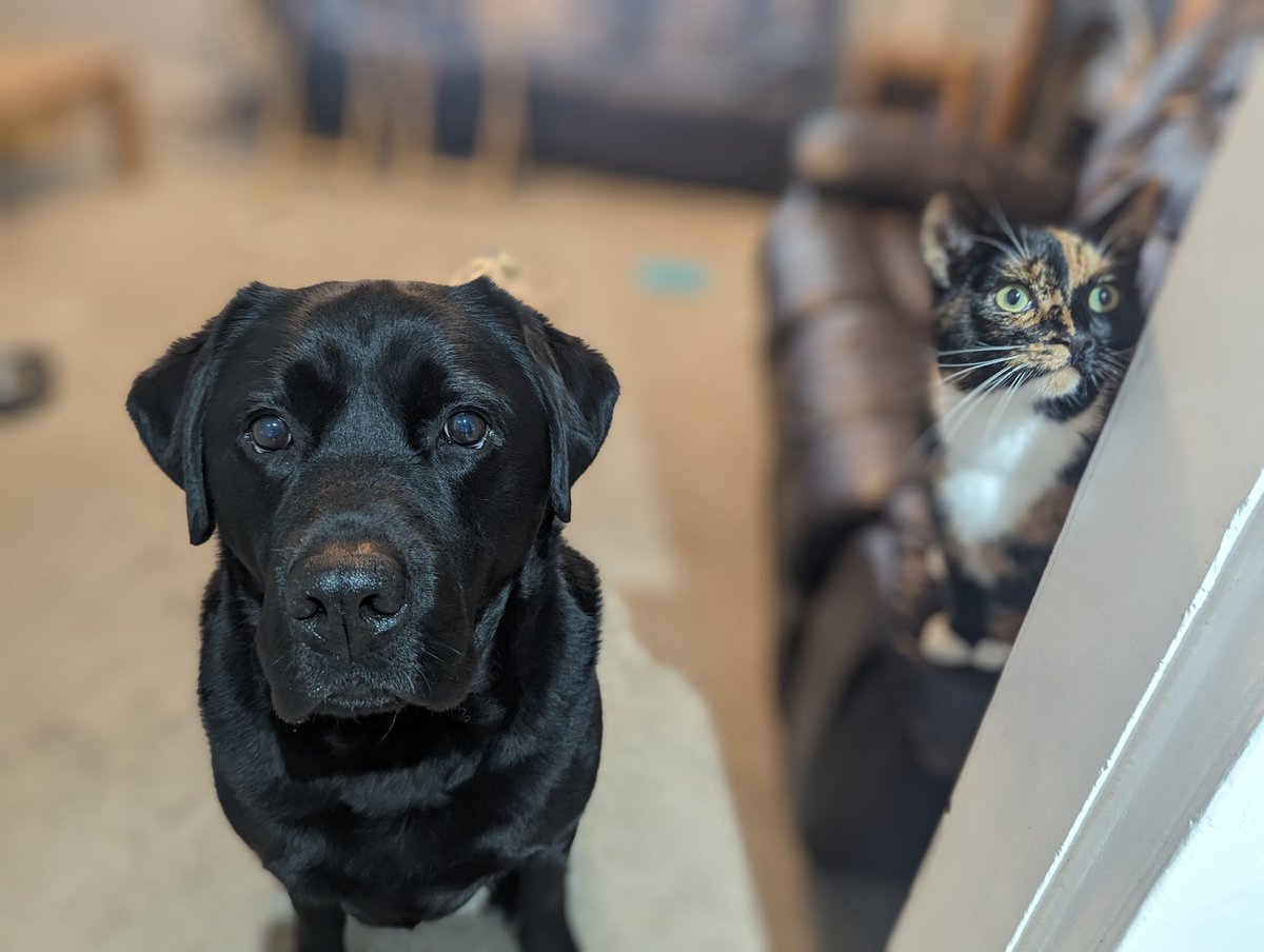 Hey pals! How's it going? Thought we'd give you a little insight into life at Casa Del Peaty. Can you guess what Dad is up to in the kitchen? Is it
A) Doing the dishes
B) Karaoke
C) Preparing some tasty mackerel for Skye and I

Really difficult one this 😂🐾🐾