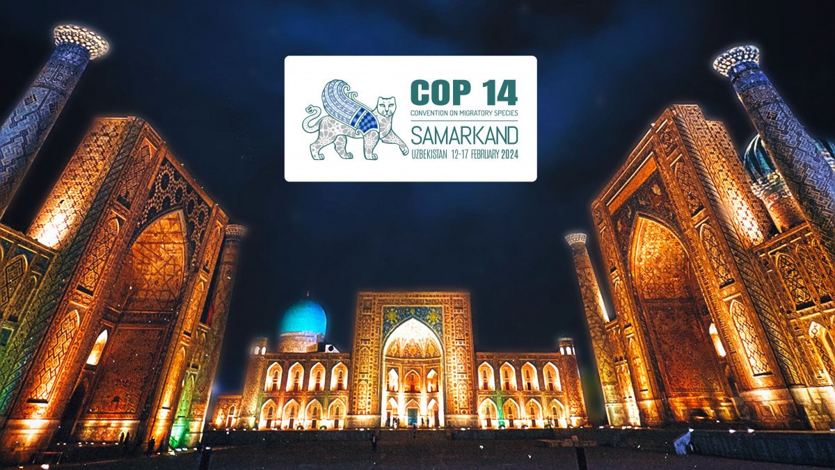 Members of our @Largelandscapes team are headed to Uzbekistan for #CMSCOP14! We are honored to participate as an official NGO Observer to the convention and contributor to its activities. #NatureKnowsNoBorders More info: cms.int/en/meeting/fou… 📷: @BonnConvention