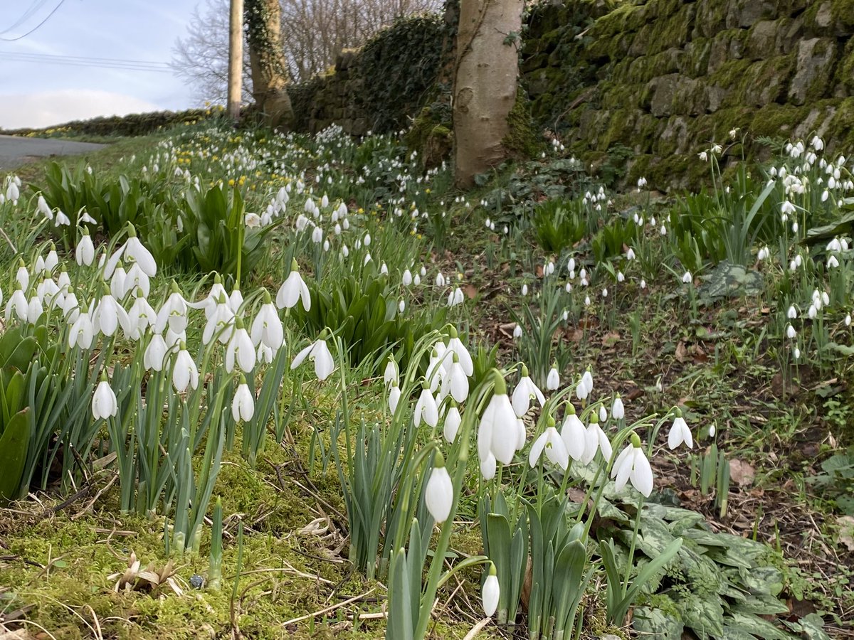 The roadside in the afternoon sunshine today. Viburnum x bodnantense ‘Charles Lamont’ is still putting on a show. The hellebores are starting to come out and the snowdrops in the verge should be peaking next week. #fairviewyearround #fairviewverge