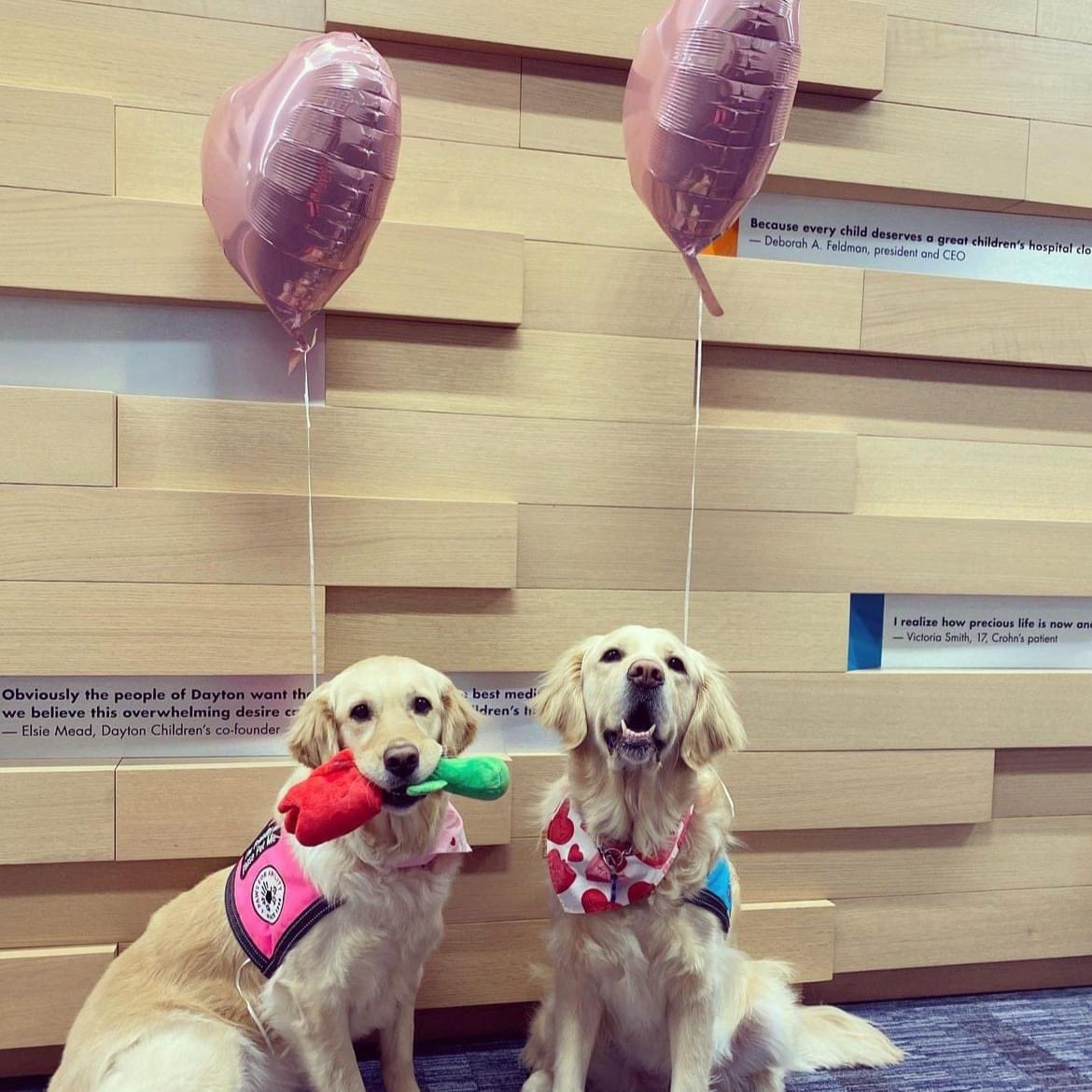⚠️ WARNING! CUTENESS OVERLOAD! ⚠️
The Canine Co-Pilot program is one of many that is entirely donor-funded at @daytonchildrens. Without the help of generous donors, the program would not exist. Thank YOU for supporting them through your fundraising efforts! 

#KidsCantWait