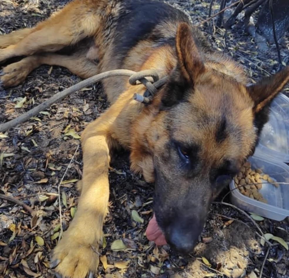 eltuitdemarsh's tweet photo. "Este perrito fue encontrado en Villa dulce. Está muy asustado y cansado. Una vecina lo llevará a su casa para esperar a su familia. Para mayor información, llamar al +56983503380." Favor RT por si lo están buscando!
#IncendiosForestales 
#IncendioForestal 
#VinadelMar https://t.co/uE3Oe5HyKa