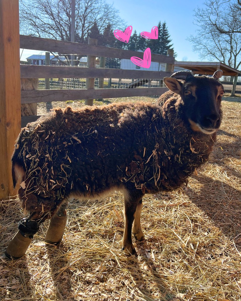 Jill here to remind you there's only 1 week until #ValentinesDay! Give a gift straight from your heart. For just $25, you can send your sweetie a digital #valentine with a special message featuring one of our sweet residents. buff.ly/3HSxnAh