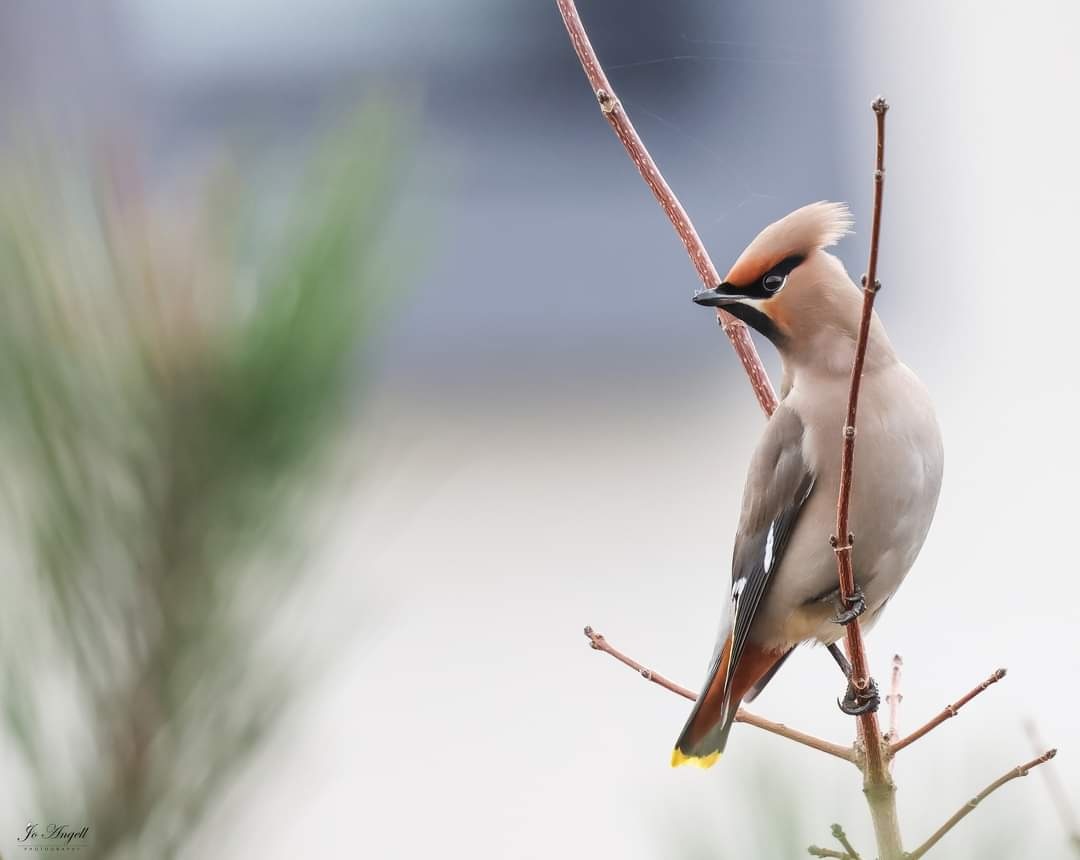 How wonderful to have these beauties flying all around. @CanonUKandIE @BBCSpringwatch @scenesfromMK #scenesfrommk #Buckinghamshire #waxwings