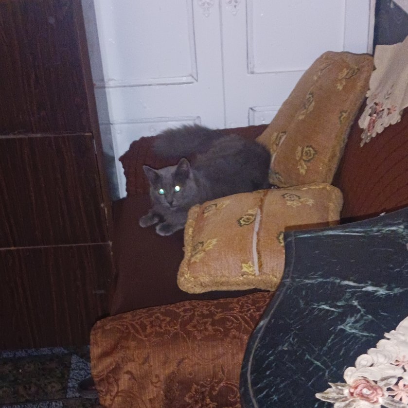 __Senic__'s tweet photo. this isn't my cat. https://t.co/wO1TFeL1LH