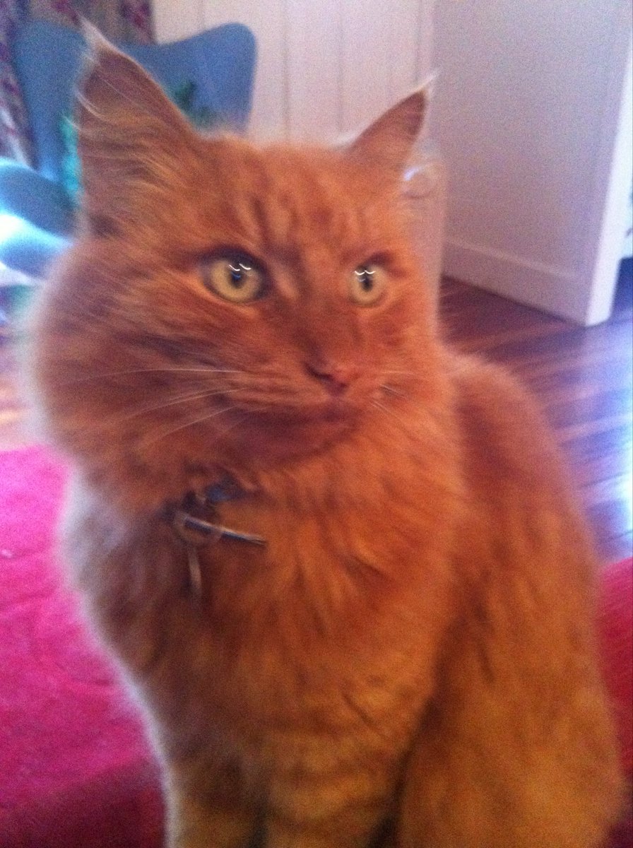 Matt Nippert tweet media