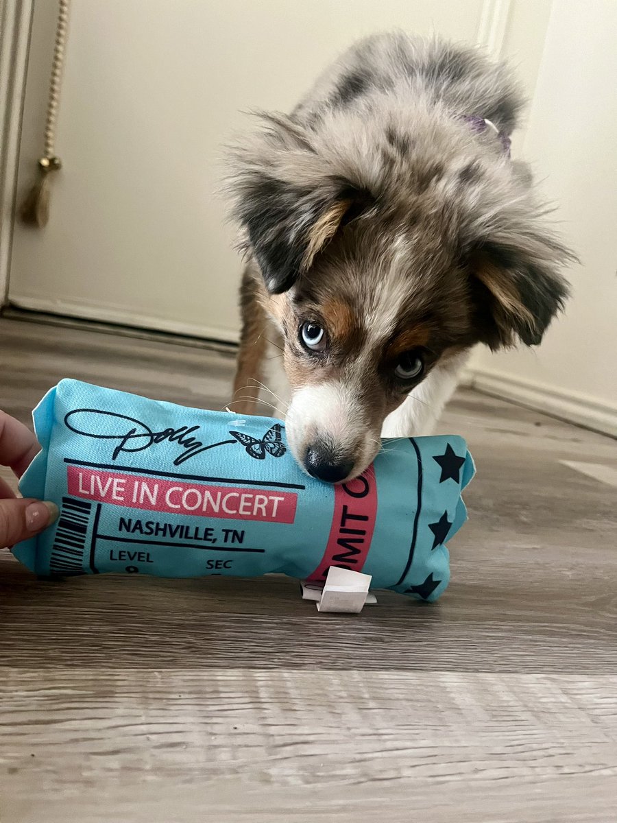 callymckenzie's tweet photo. suede loves his new @DoggyParton toy 🩵🐾 https://t.co/eDrBg93bbi