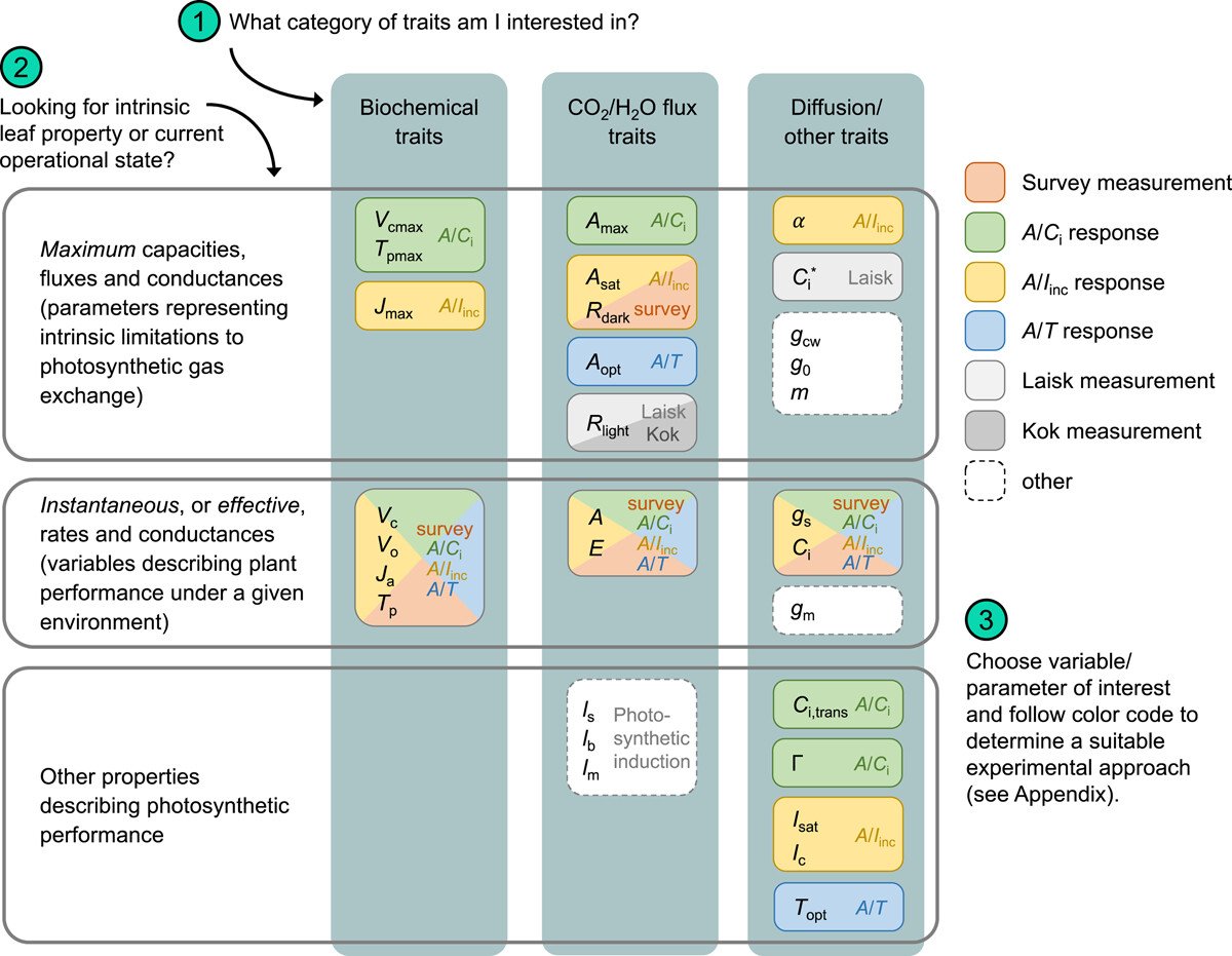 Florian Busch (@florianabusch) on Twitter photo New paper out in <a href="/PlantCellEnvir/">Plant Cell & Environment</a>! Look here if you're after some guidance on how to gas exchange: onlinelibrary.wiley.com/doi/10.1111/pc…
What measurements are appropriate for your question and how to best take them? Initiated by @m_papanatsiou, with <a href="/BerkleyW6/">Berkley Walker</a> <a href="/SilvereVialet/">Silvere Vialet-Chabrand</a> <a href="/steven3ver/">Steven Driever</a> et al. New paper out in <a href="/PlantCellEnvir/">Plant Cell & Environment</a>! Look here if you're after some guidance on how to gas exchange: onlinelibrary.wiley.com/doi/10.1111/pc…
What measurements are appropriate for your question and how to best take them? Initiated by @m_papanatsiou, with <a href="/BerkleyW6/">Berkley Walker</a> <a href="/SilvereVialet/">Silvere Vialet-Chabrand</a> <a href="/steven3ver/">Steven Driever</a> et al.