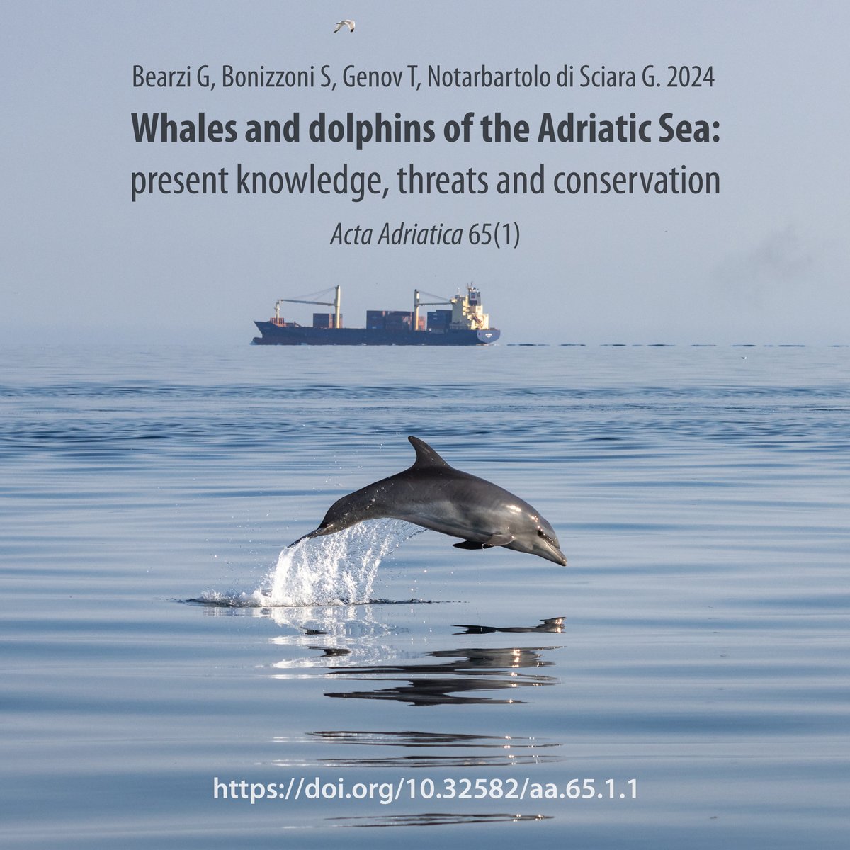 New paper on #whales and #dolphins of the #Adriatic Sea: acta.izor.hr/ojs/index.php/…