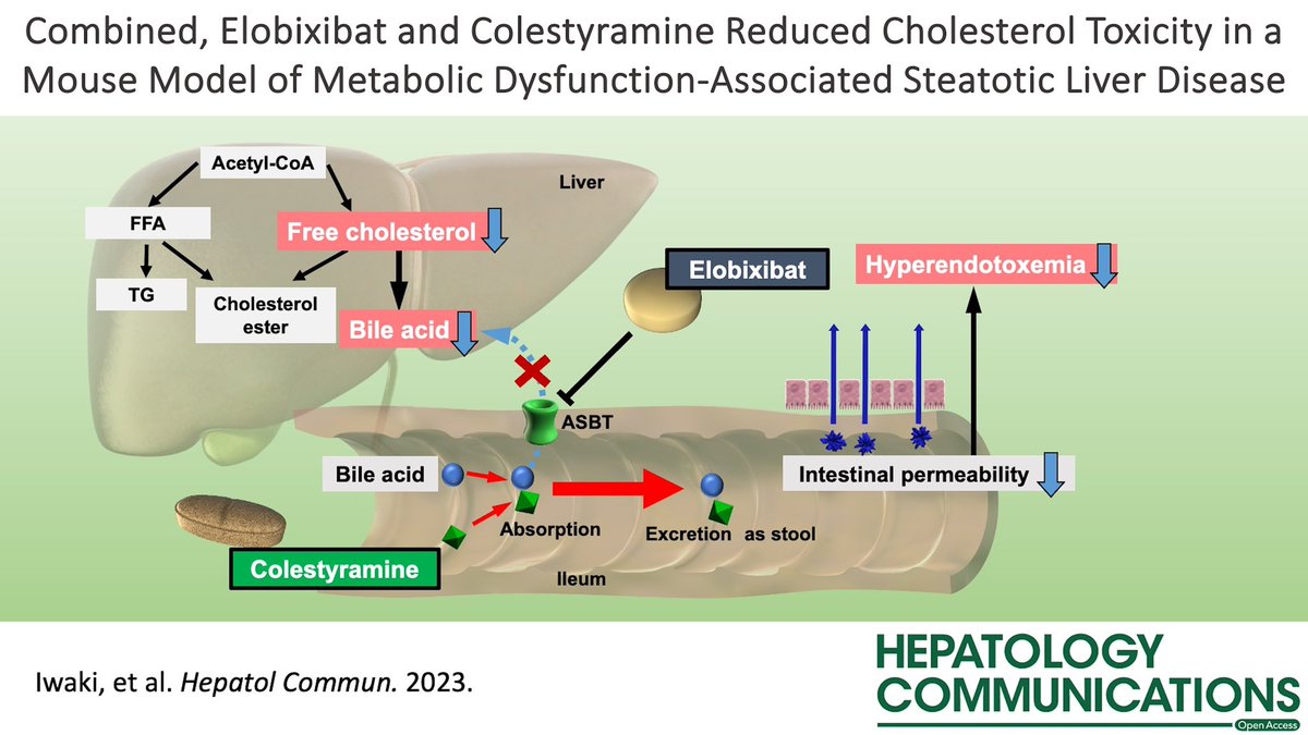 📑 Combined, #elobixibat and #colestyramine reduced cholesterol toxicity in a mouse model of #MASLD‼️ Combo elobixibat ➕ cholestyramine effectively ⬇️ free cholesterol levels in #MASH model 🐁 journals.lww.com/hepcomm/fullte…