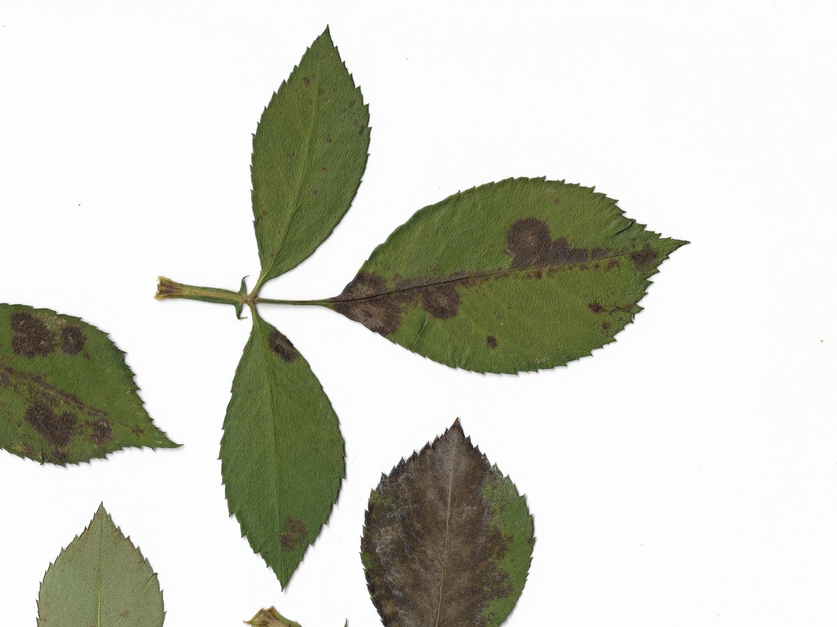 PavelSinkyrik's tweet photo. One of the most notorious #plantdisease that few #roses can escape is called #Diplocarpon #rosae. A close look reveals a fine network of #mycelium in the spots, in which #conidiomata are formed from which #conidia can be easily isolated. https://t.co/dj9dEXXZKD