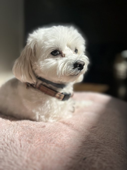 Theo is so regal https://t.co/0apI7DYFF7<a href="/tag/nyedinner"class="tags"><span>#nyedinner</span></a>
