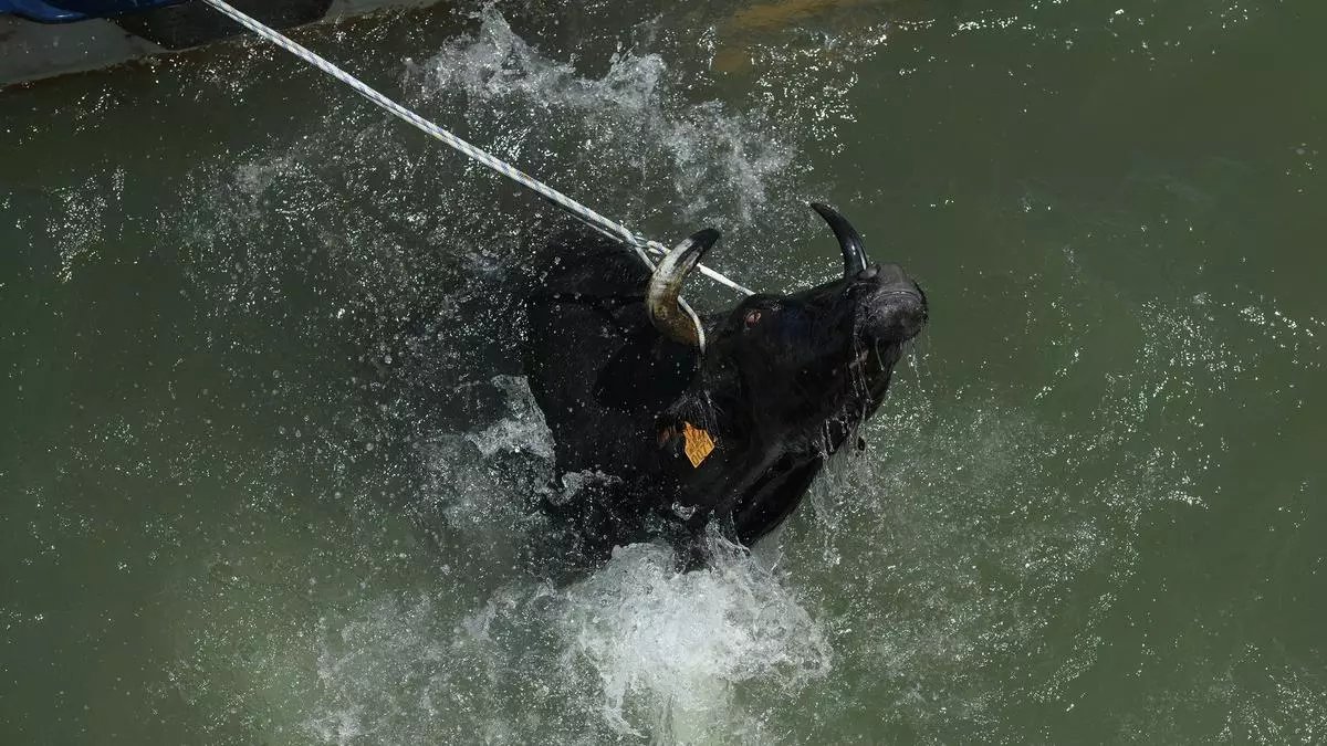 Calp no recuperará los festejos de los 'bous a la mar' tras el rechazo popular
eldiario.es/comunitat-vale…