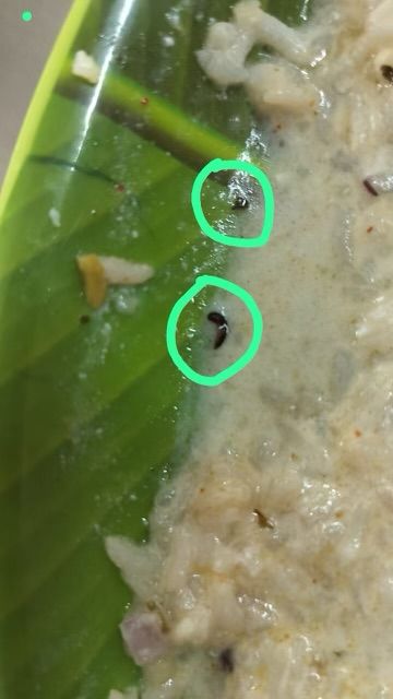 VenkatBalmoor's tweet photo. It was brought to my notice that earlier today, insects were found in the women's hostel food of Malla Reddy University, Maisammaguda. The girl students staged a protest condemning the management for neglecting the food safety measures.

Requesting the concerned authorities to take cognisance of the issue, investigate it and take necessary action with immediate effect. 
@harichandanaias
@Collector_MDL @ACLB_Medchal