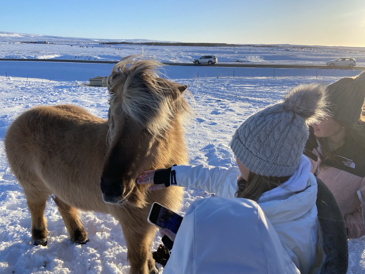 HSofG's tweet photo. #HSOGGeography #HSOGIceland horsing around🐴 https://t.co/PEBvmhrvwc