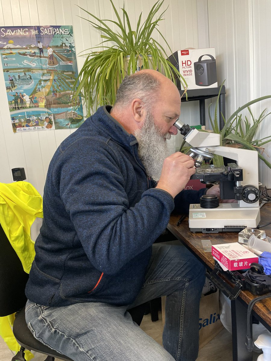 Today at the @ProjectSeagrass nursery; @HIWWTMarine and @portsmouthuni visited us, and we shared all things #seagrassseeds - even managed to get @Psammonaut behind the microscope to revisit his #meiofauna days 🔬🌱 #solentseagrass