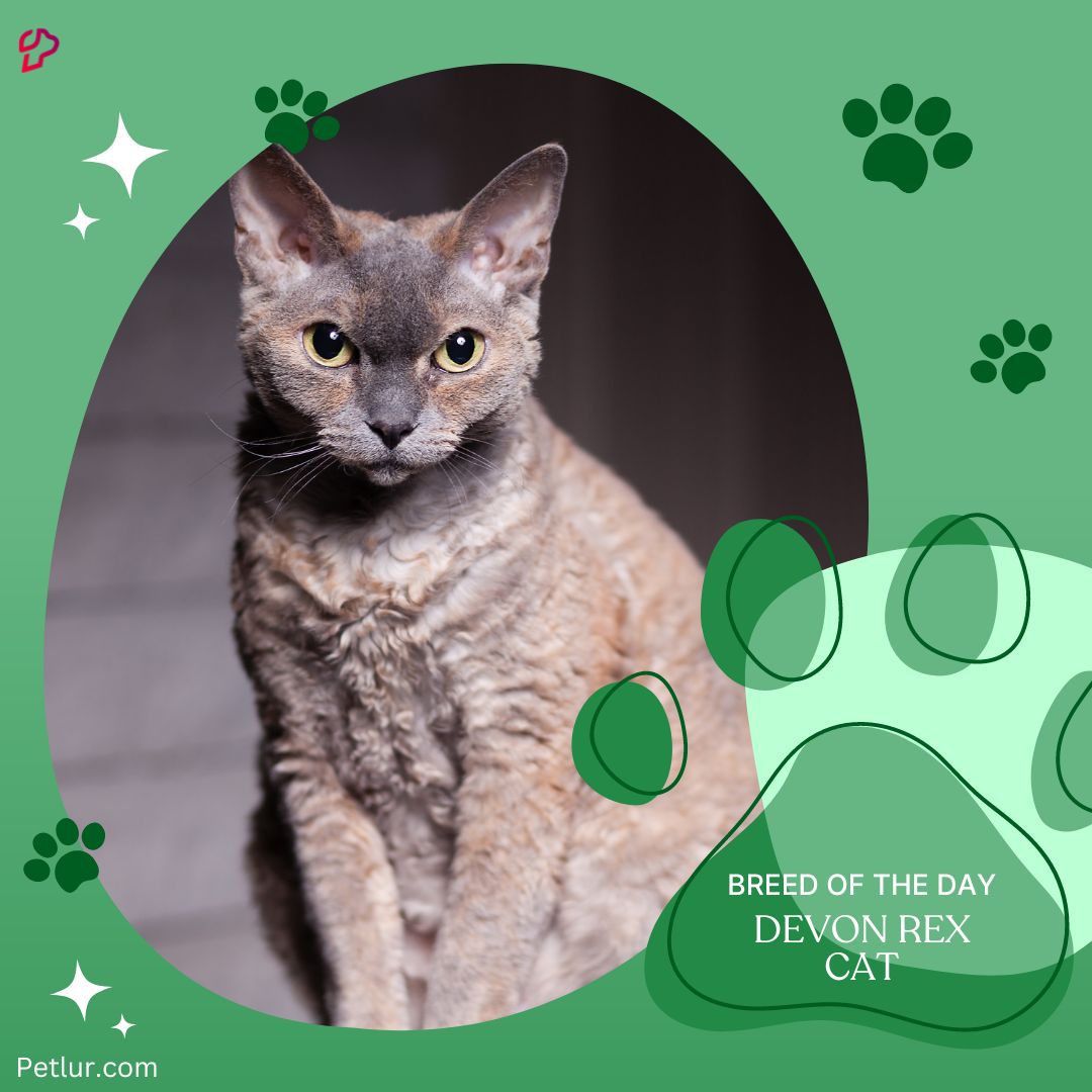 PetlurCo's tweet image. The Devon Rex is a unique looking cat that is sure to turn heads. With its large ears, short legs, and wavy coat, the Devon Rex is a one-of-a-kind feline.
Meet the Devon Rex Cat⬇️
petlur.com/cat/breed/devo…
.
.
.
#devonrexcat #breeding #petlur #petlurforpetpeoples