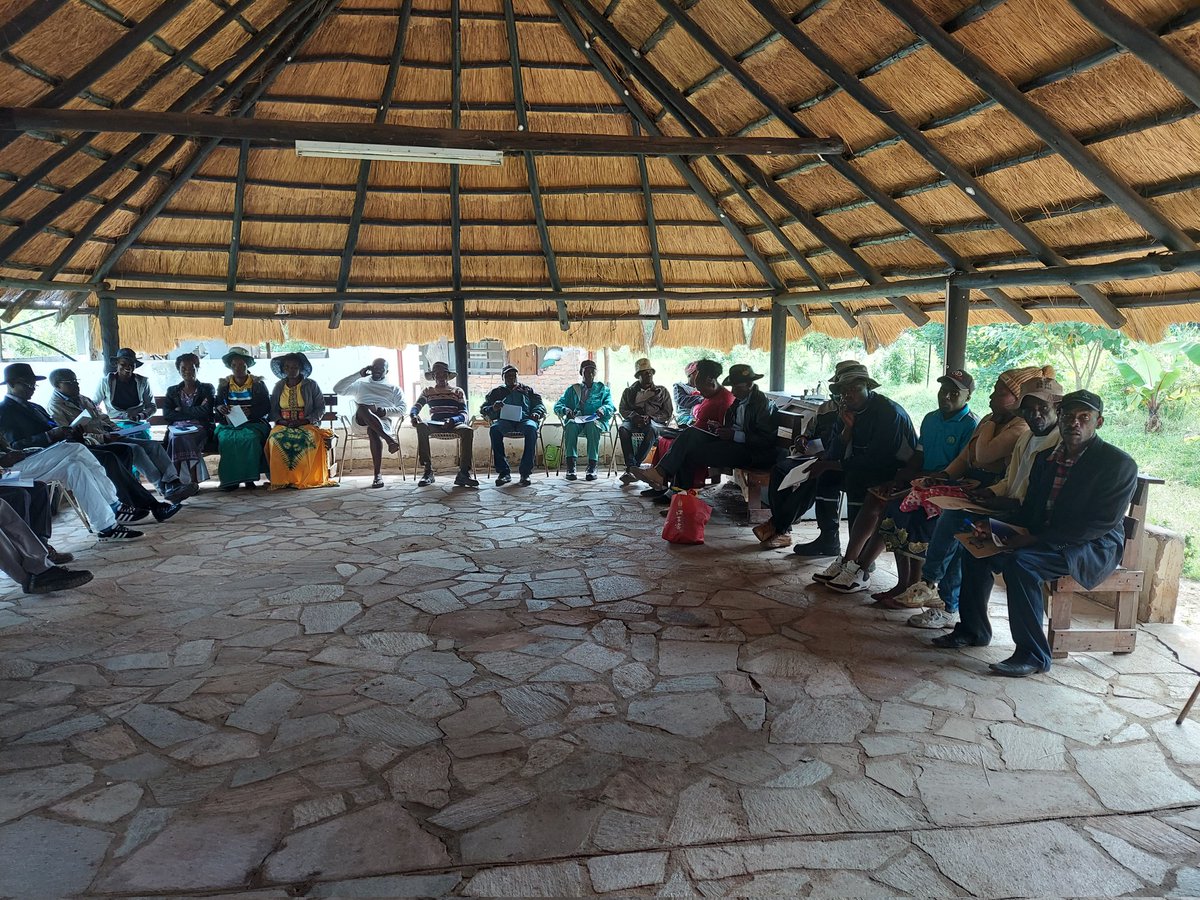BioHubZim's tweet photo. #Happened, BIO-HUB TRUST had the privilege to join the groundbreaking wet season grazing activity program organized by PELUM Zimbabwe in Chinyika Community Development Trust, Gutu. Hats off to Chinyika farmers for their commitment to a greener future!#LandscapeRegeneration https://t.co/OA0dhUG3R6