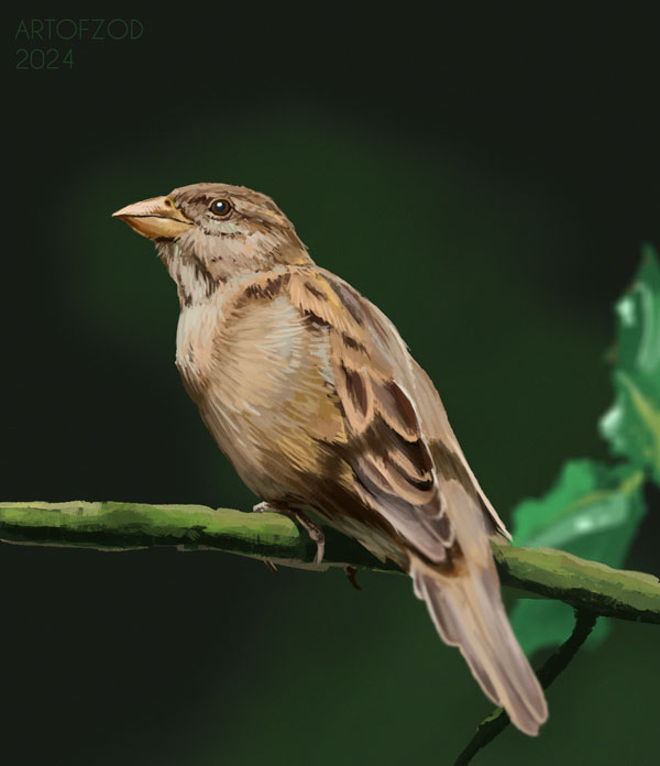 Painted a female house sparrow 🐦​ created via Twitch in under 3 hours, will get around to making a video of it! ➕ Follows / ⭐ Likes / 🚀 RT is much appreciated ( ͡° ͜ʖ ͡°)b 🥔 #painting #digitalpainting #illustration #art #twitch #picarto #wildlifeart #birds #sparrow