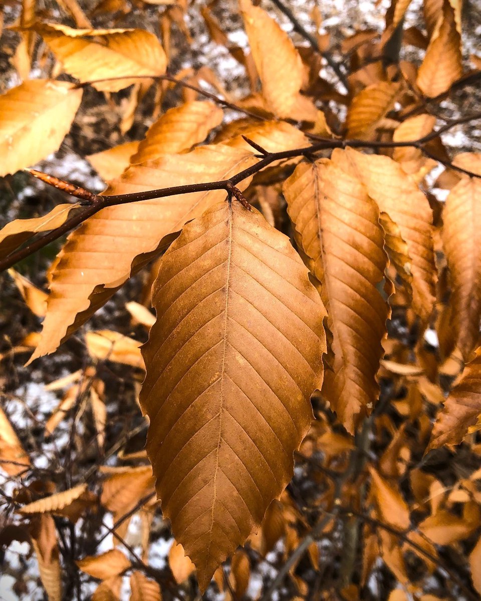 #WildPlantWednesday Have you seen any trees still holding on to curled, crispy brown leaves even though autumn has long since past? This phenomenon is known as Marcescence.